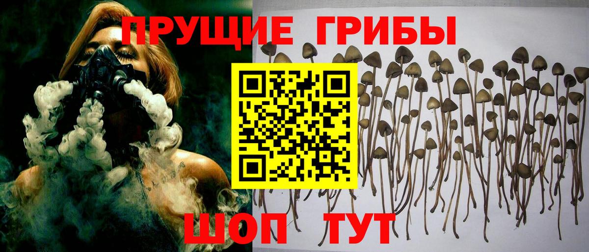 Псилоцибиновые грибы Psilocybe  купить наркотики сайты  Моздок  Галлюциногенные грибы ЛСД 
